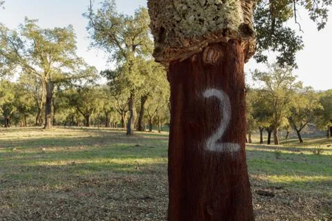 No 2 painted on a cork tree in Portugal Stock Photos