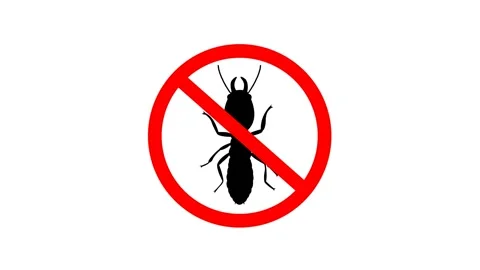 No black Top view termite silhouette icon no insect symbol red Stock Footage 311871849