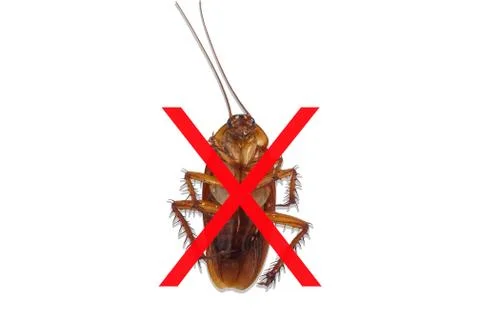 No cockroach. Stop insects. Isolated on white background. Stock Photos