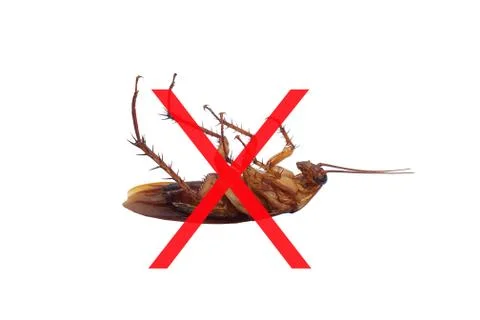 No cockroach. Stop insects. Isolated on white background. Stock Photos