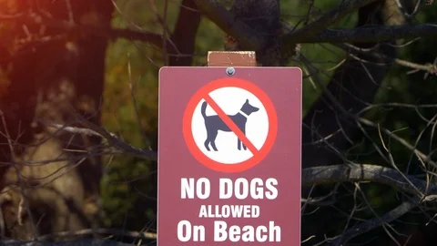No Dogs Allowed on Beach Sign, Safety Warning Symbol Icon Background Signage Stock Footage 88577882