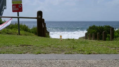 No Dogs Allowed Sign on a beach with warning sign Stock Footage 165964554