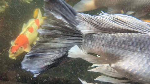 No edited underwater, hand held, natural light, RAW video file of Gold Fishes in Stock Footage 292038010
