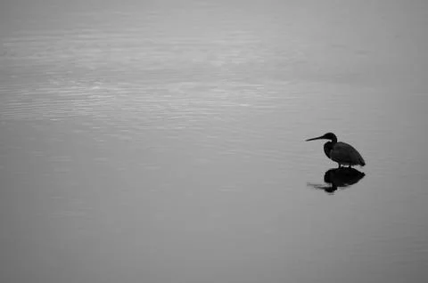 No Egrets Stock Photos