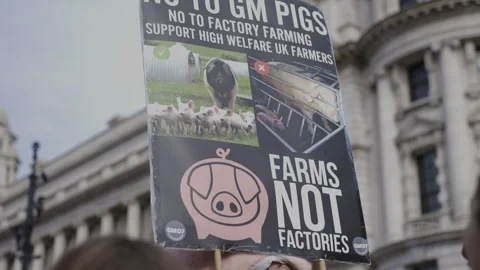 No Genetically Modified Pigs Good Food Good Farming Protest 스톡 동영상 263813780