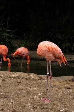 No head or neck, colorful feathered alive body of a flamingo standing on 2 legs Stock Photos