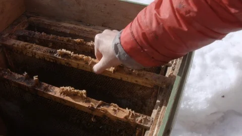 No Honey In Winter Video stock 106552224