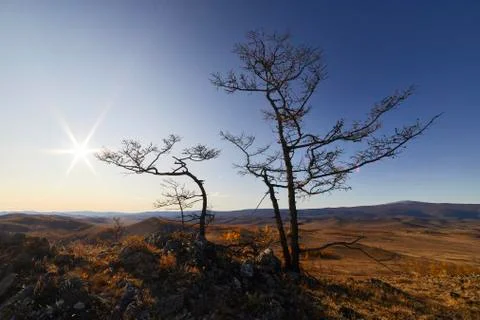 No larch needles in the fall on the background of sky and mountains Stock Photos