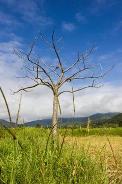No leaves on top of tree Stock Photos