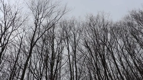 No leaves on the trees as clouds roll overhead Stock Footage 115955100