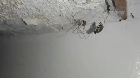 No matter what the fly does, it is trapped in the webs, and the spider... Stock Footage 286841991