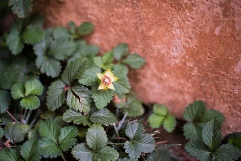 No More Strawberry by Wall 스톡 사진