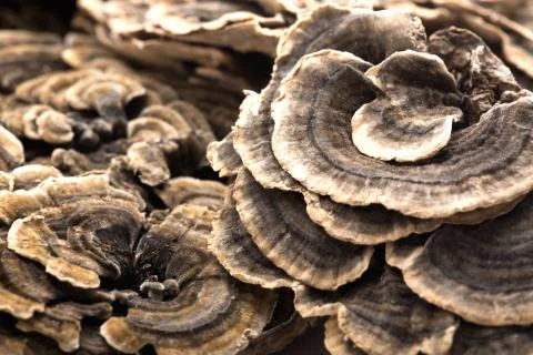 No one. Chinese elements Ganoderma lucidum China Indoor Yunnan Horizontal frame Stockfoto's