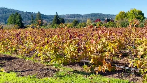 No Outlet Sign by Vineyard Path Stock Footage 269233146