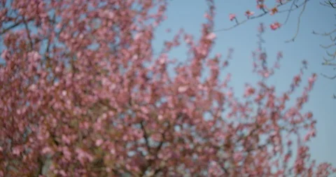 No Parking except with Permit Sign Video stock 129856853