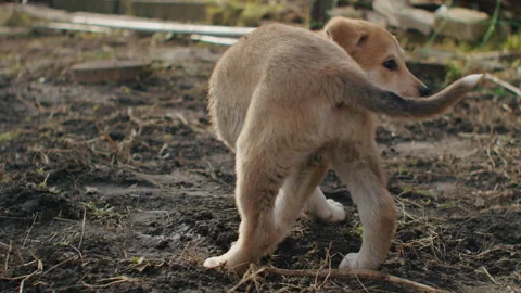 No person yard behavior canine puppy outside brick happy above garden miniature Stock Footage 264012953