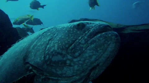 No smart fish Stock Footage 25527194