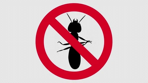 No termite icon on transparent background. Stock Footage 304108697