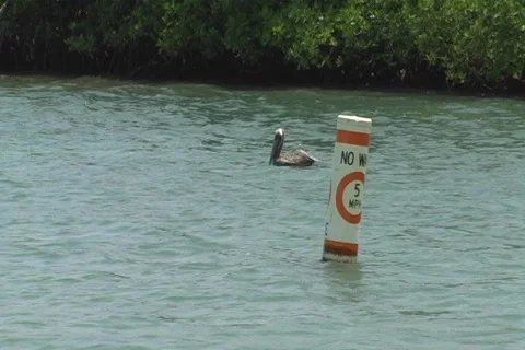 No Wake bouy 5 mph, pelican and tourist siteseeing boat Stock Footage 772115