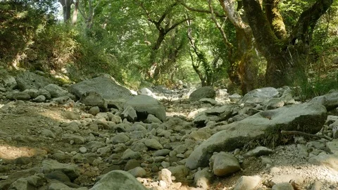 No Water Forest Riverbed Stock Footage 78065802