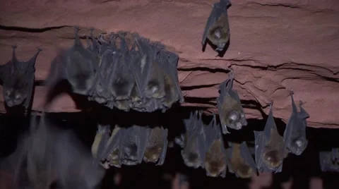 Noack's roundleaf Bat in cave in the rainforests of Central African Republic Stock-Footage 54639594