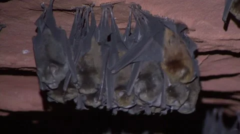 Noack's roundleaf Bat in cave in the rainforests of Central African Republic Video stock 54639730