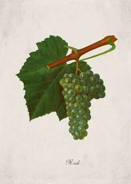 Noah Classic White Wine Grape Variety, Botanical Illustration Stock Illustration