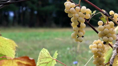 Noah grapes background Stock Footage 68549228