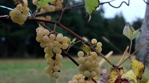 Noah grapes in field close up Stock Footage 68549294