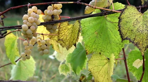 Noah grapes in field Stock Footage 68549366