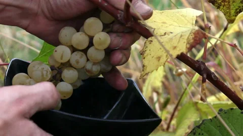 Noah grapes picking Stock Footage 68549348