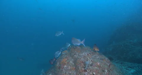 Nobby snapper swimming on deep rocky reef Pagrus auratus underwater UP42886 Stock Footage 100632312
