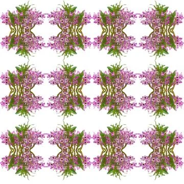Nobile orchid seamless pattern background Stock Photos