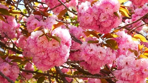 Nobility great cherry blossom: Stockbeeldmateriaal 80149386