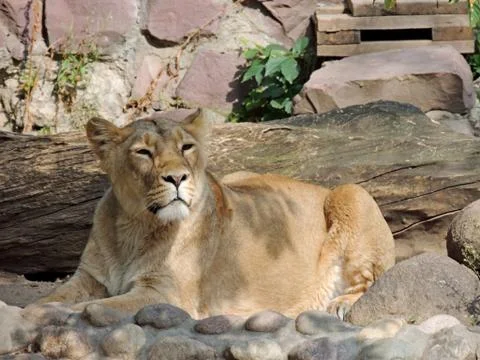 The nobility of the Queen of beasts Stock Photos