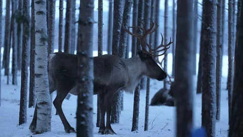 Noble deer resting in a winter forest and looking at a moving truck in Finland Stock-Footage 122817844