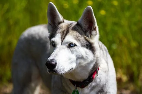 Noble dog Stock Photos