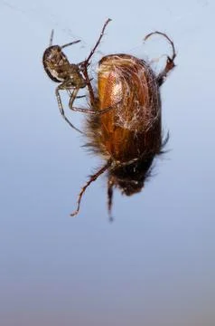 Noble false widow next to its prey. Stock Photos
