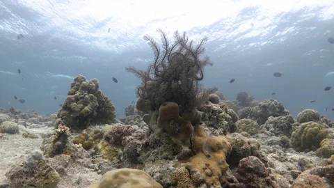 Noble feather star on the bleached coral reef. Indian ocean. 4K Stock Footage 127767348