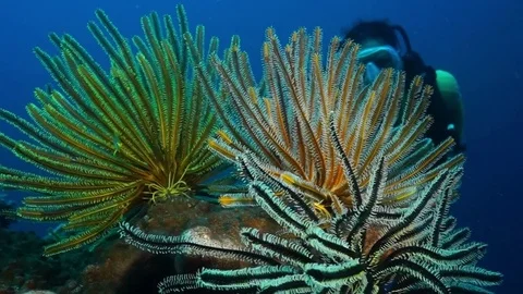 Noble feather star 스톡 동영상 74279095