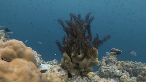 Noble feather star on the partially bleached coral reef. Indian ocean. 4K Stock Footage 127771757