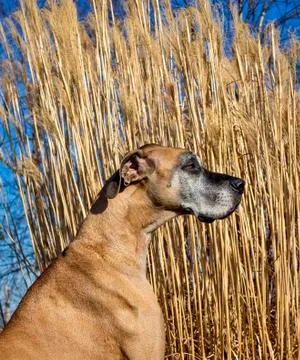 Noble great Dane looking solemn and stoic facing right in profile Stock Photos