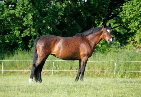 Noble Holstein mare Photos