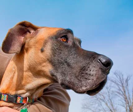 Noble looking great Dane looking right Stock Photos
