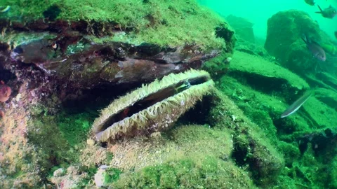 Noble pen shell among the coastal stones, the body of a mollusk is visible Stock Footage 275813799