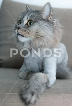 Noble proud cat lying on the couch. British with gray fur. Stock Photos