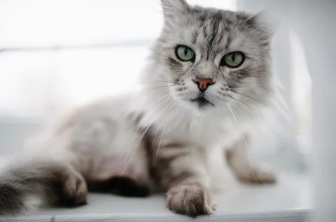 Noble proud cat lying on window sill. Stock Photos