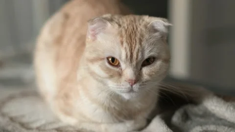 Noble proud ginger tabby young cat breed Scottish Fold lying on a couch Stock Footage 169701202