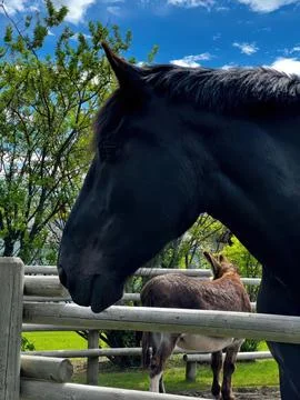 Noble Steeds Stock Photos