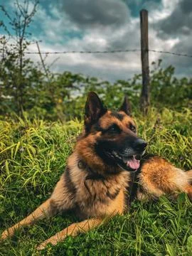 A noble wolfhound Stock Photos
